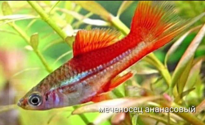 Меченосец ананас