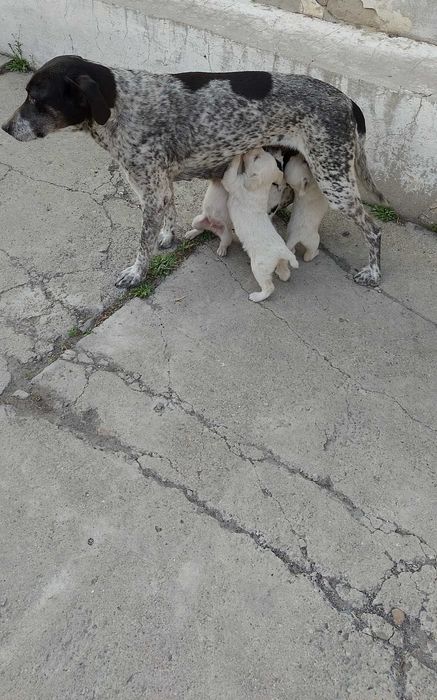 Щенки куртцхаар 5000 тенге