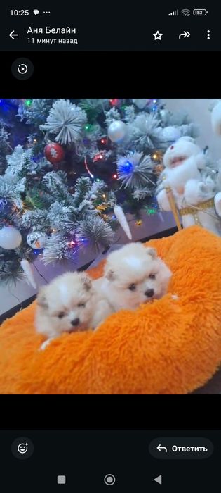 Очаровашка мини шпиц