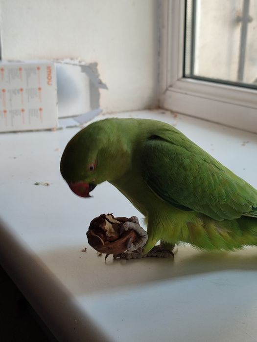 Продам ожерелового попугая