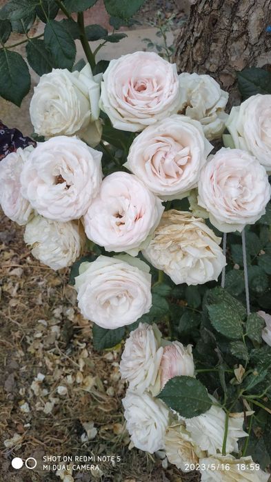 Роза, атиргул кучати