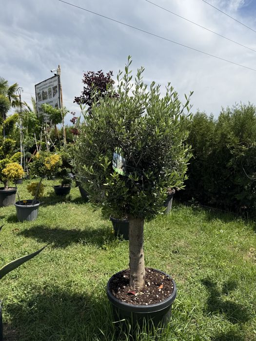 Rulouri de gazon sistem de irigatii gazon plante decorative