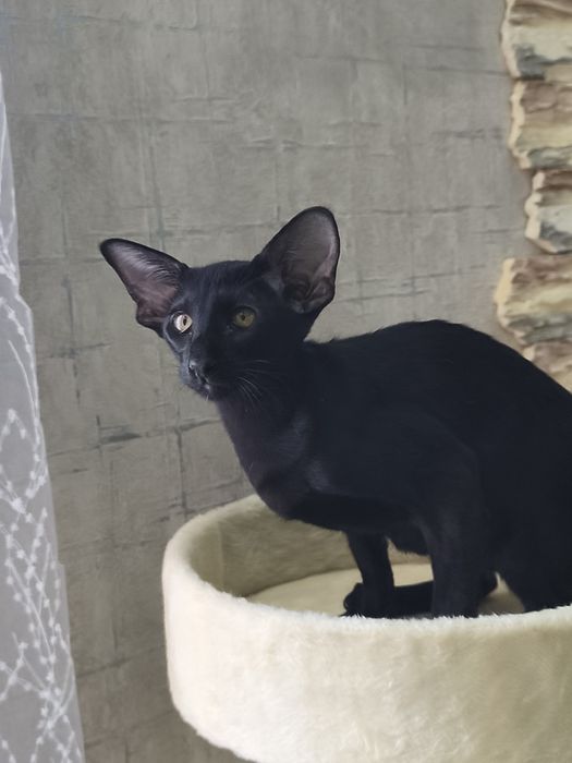 Ориетальные котята