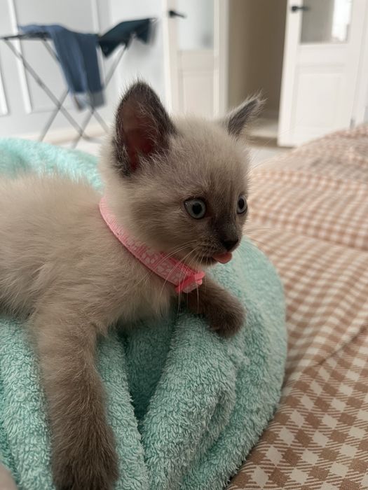 Продается котенок в хорошие руки