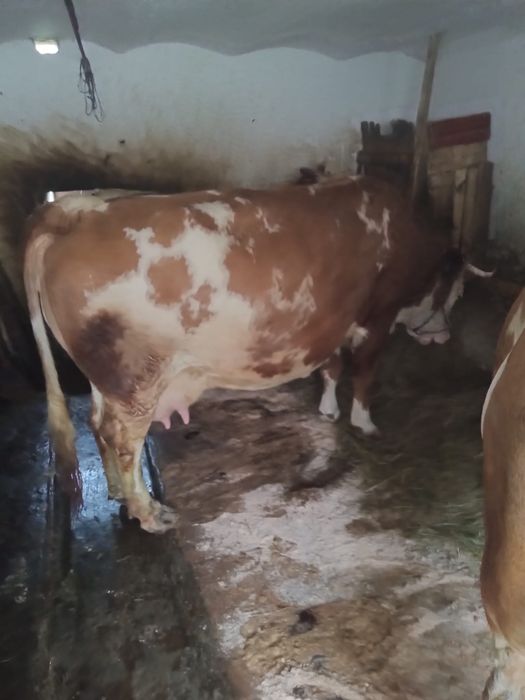 Vând vacă bălțată in ultima lună de gestație