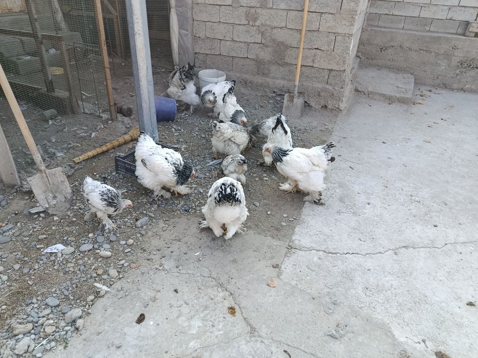 Светлый брама тухумлари сотилади