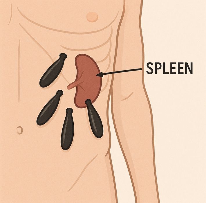 зулук пиявки гирудотерапия