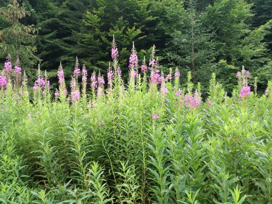 Miere de Iarba Neagra si Zburatoare !!!