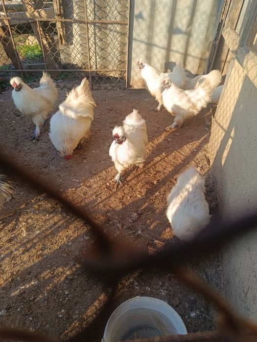 Продавам копринки