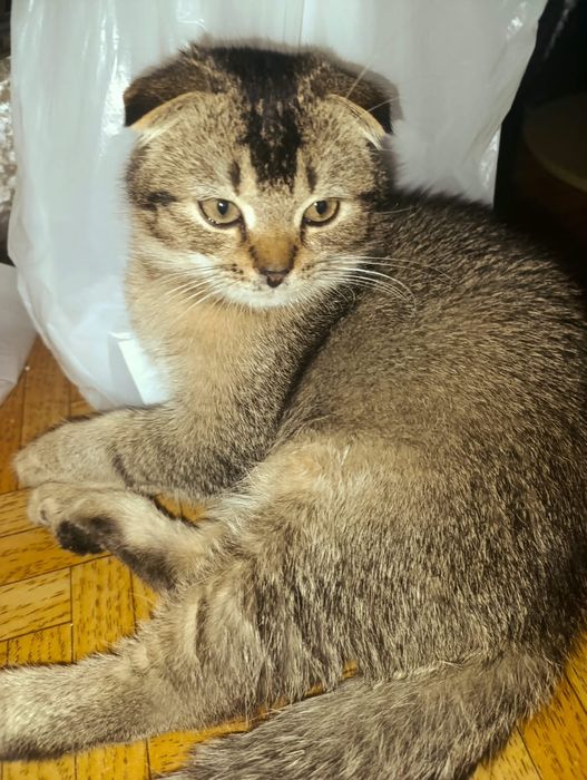 Котята  голландские