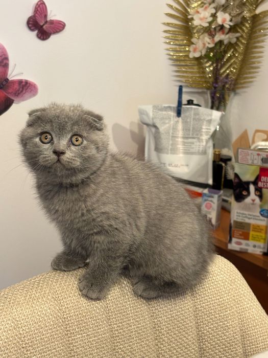 Pisica British Shorthair