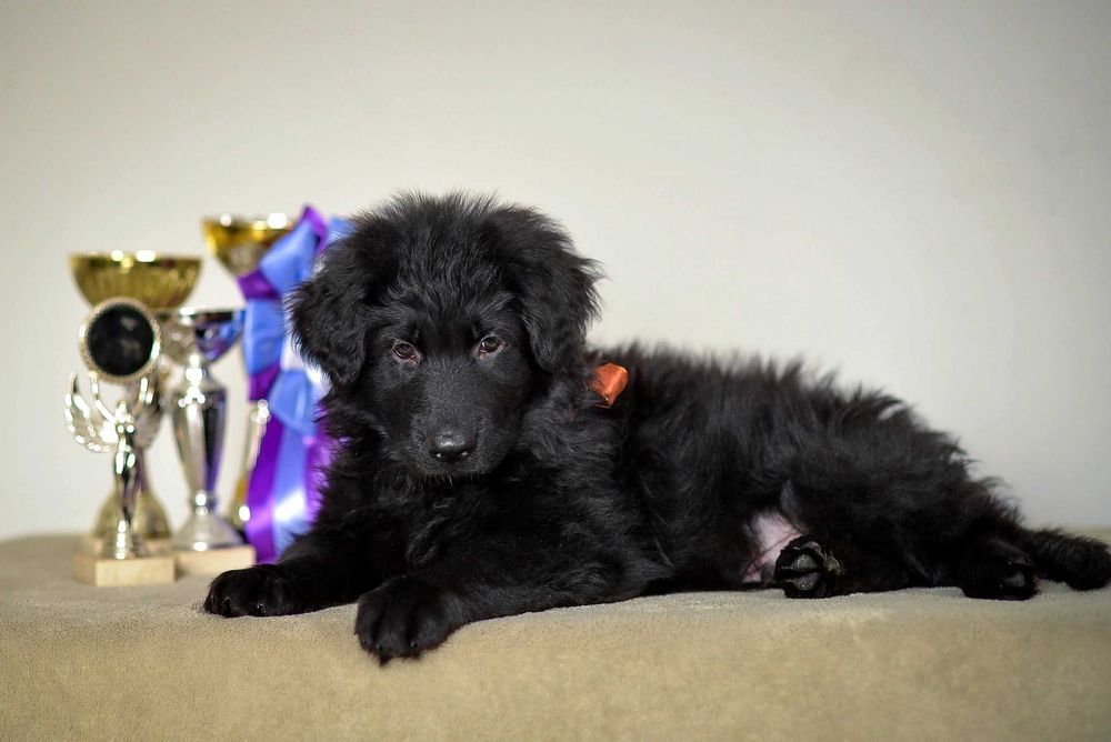 немецкая длинношерстная овчарка РКФ