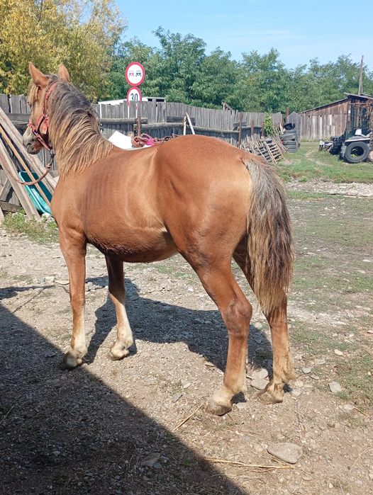 Vând mânză de 8luni