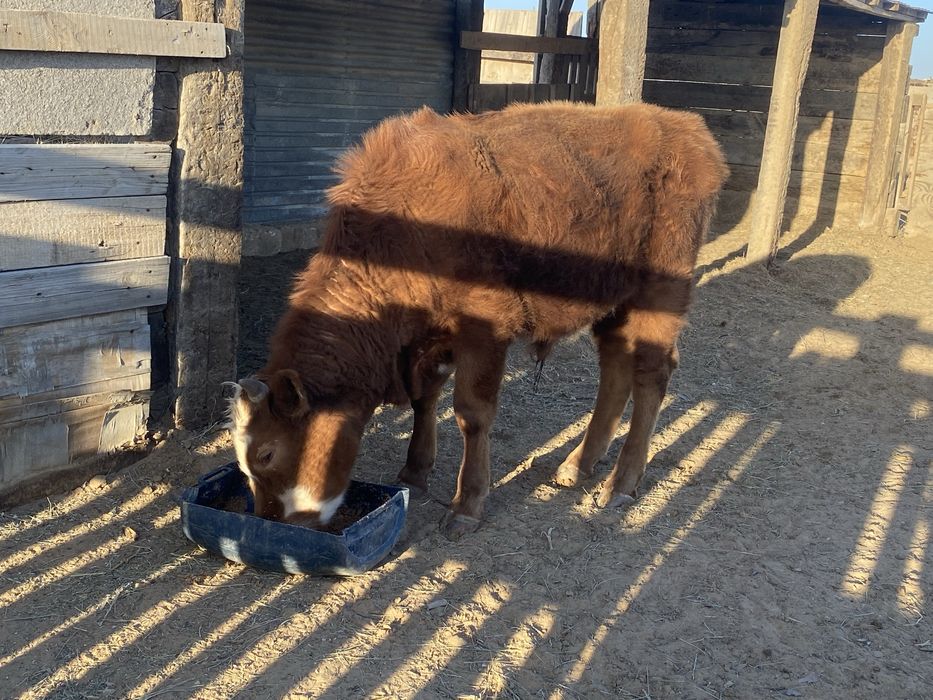 Букалар сатылады…