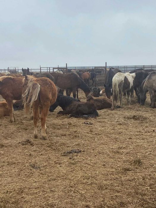 2025 жылғы семіз тайлар сатылады