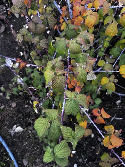 Zmeură neagră (Black Jewel)