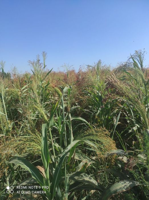 1gktar sprgi bor sotiladi