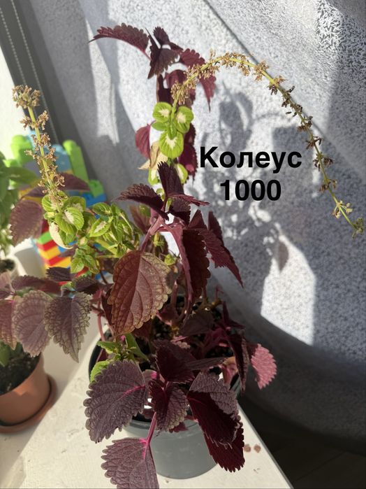 Комнатные растения