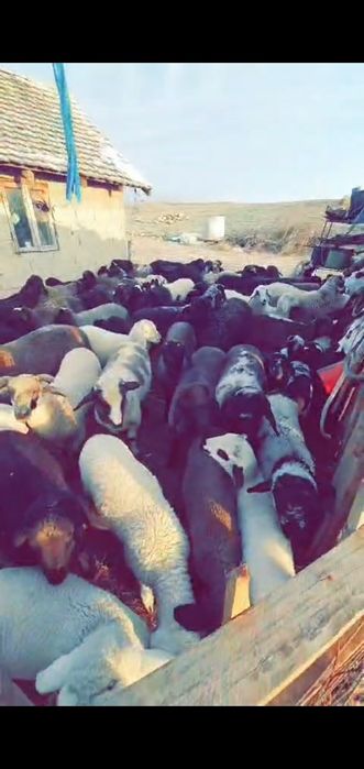 Miei de vânzare de carne 21 de lei kg în viu