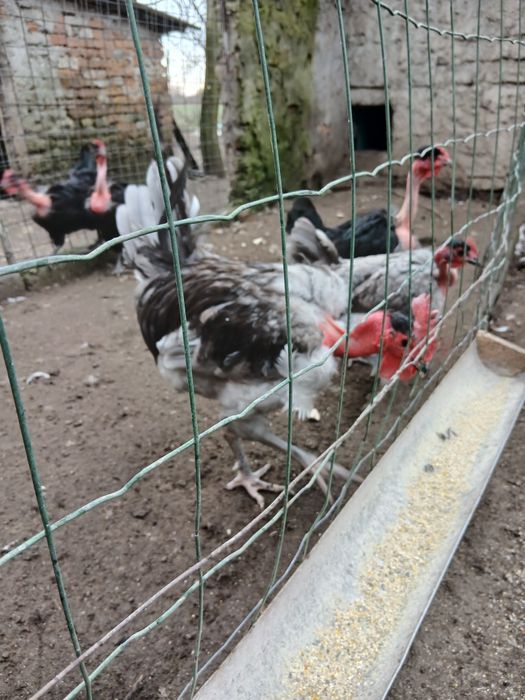 Oua gat golas de Transilvania