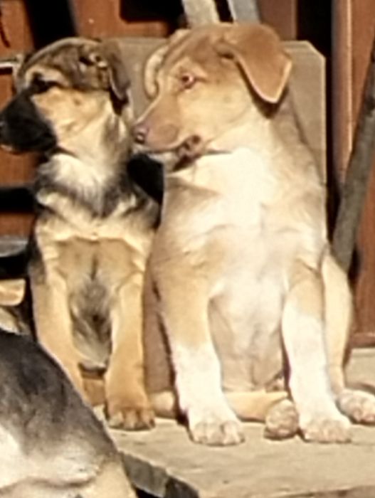 Отдам щенков в хорошие руки