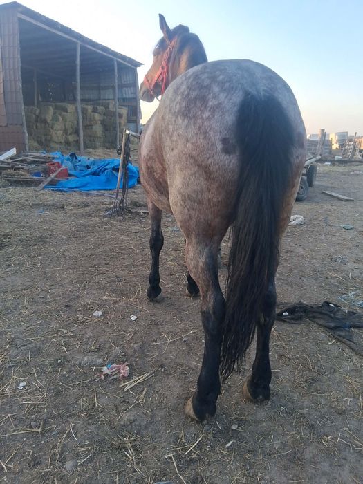 Vând o iapă de 6 ani cuminte curată merge cum vrei probezi la fața loc