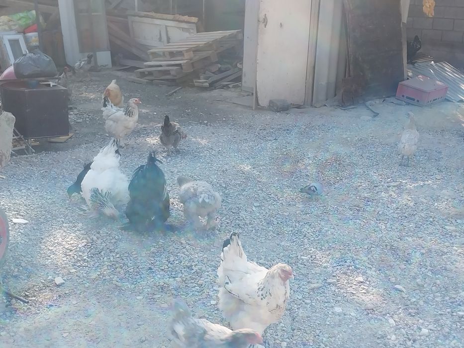 Продам куры (Брама)
