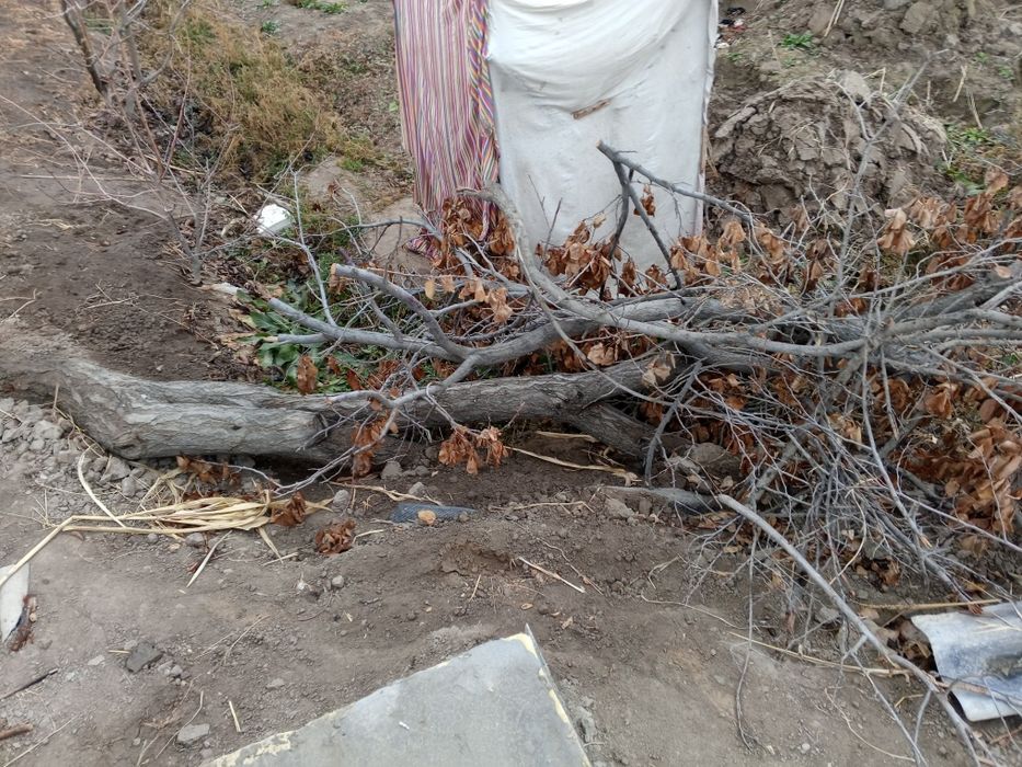 Erik daraxtini otini sotiladi