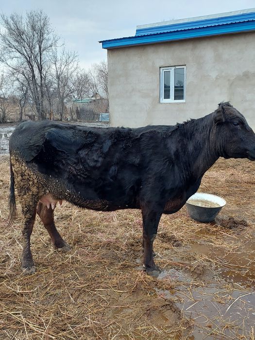 Продам молочную корову