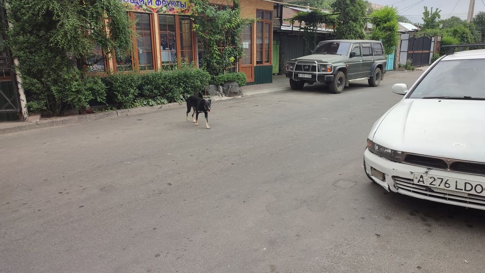 Нужен дом для прекрасной Беллы