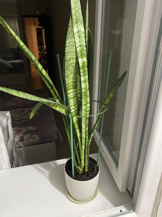 Комнатные растения