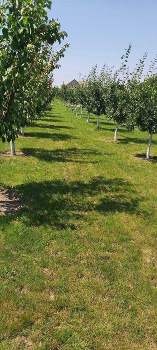 Casa de vânzare in Comuna Cenad, județul Timiș