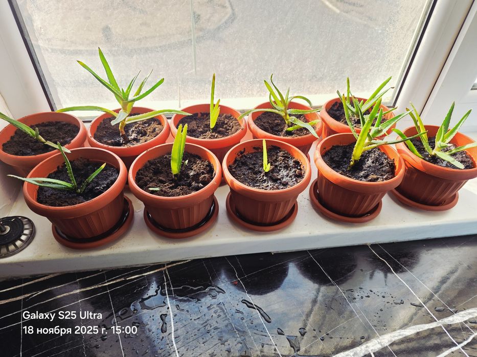 Алое гаршогымен сатылады