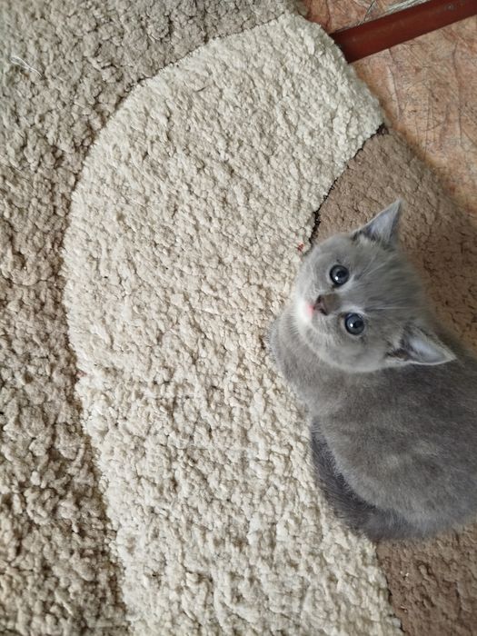 Продам катят скоттиш страйт