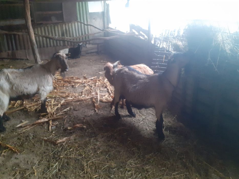 Capre gestante de vânzare