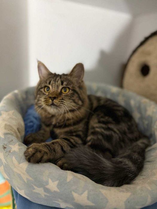 ‼️Котёнок, ухоженный, мягкая шерстка,  4-5 месяцев