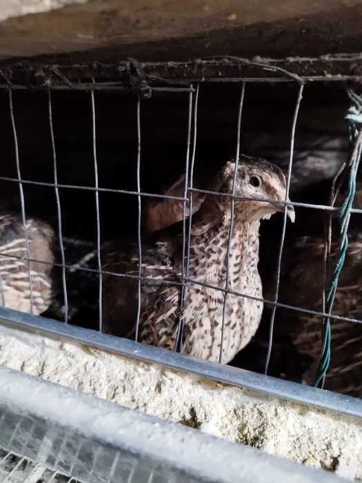 Vand oua de prepelita