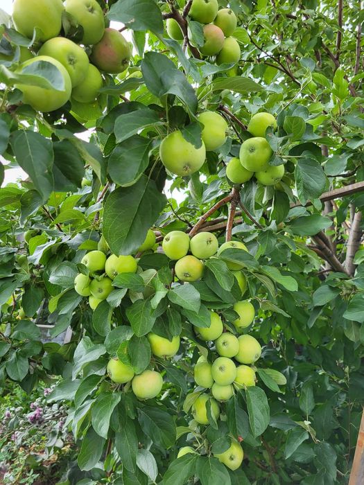 Дача ПК горняк продам