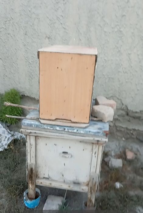 Asalarilar sotiladi, 6 quti asal arilar