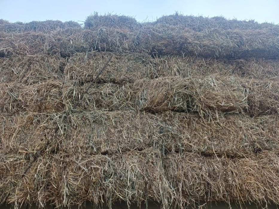 Продам сено суданка