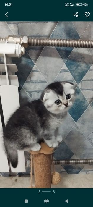 Вислоухие шотландцы