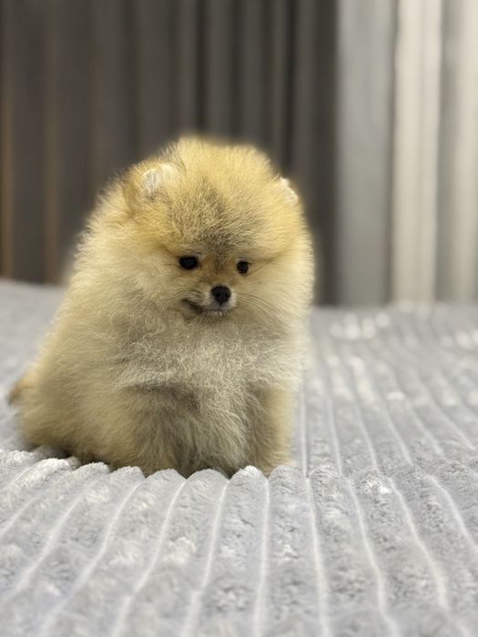 Померанский шпиц (гарантированно миник)