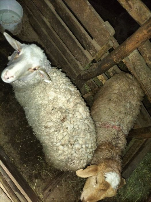 Продам баран токты