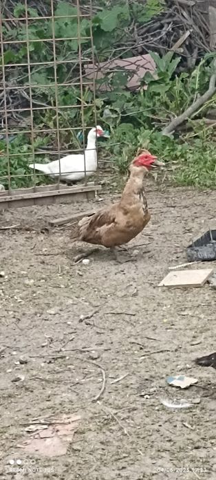 Oua gâște crețe, colos, Toulouse si  oua rate mute hibride se oua toat