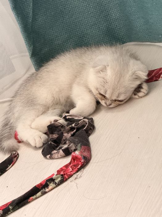 Котенок шотландская шиншилла