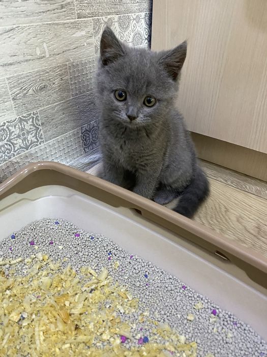 Британская кошечка