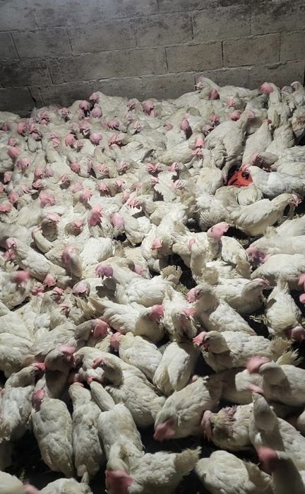 Легорны таук куры