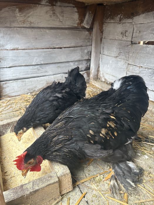 Vand cochinchina pitic negru oferta limitata !!!