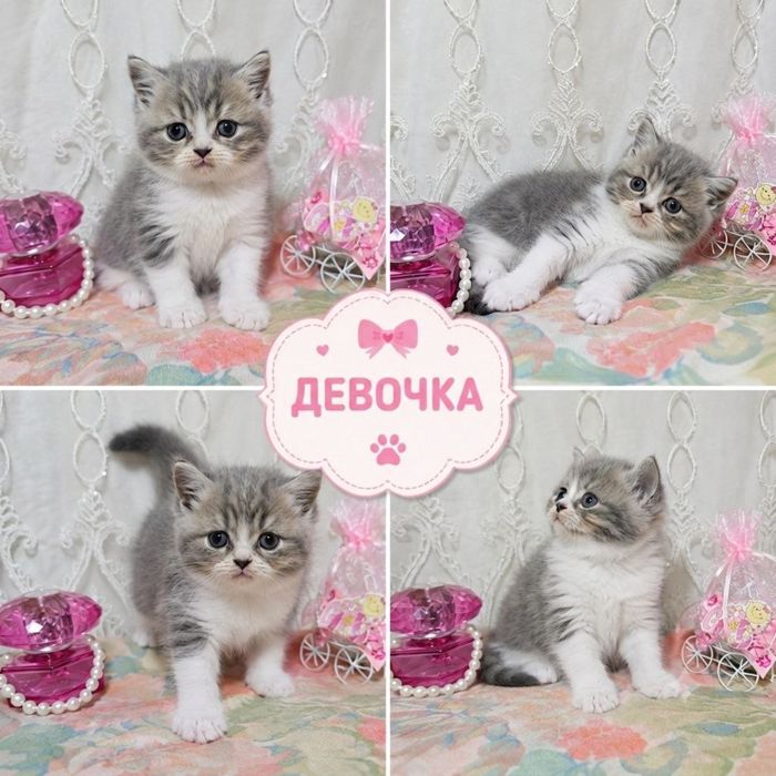 Котята скоттиш фолд и скоттиш страйт