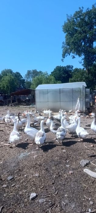 Vând rațe mute și gâște